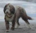Cão de Água Espanhol
